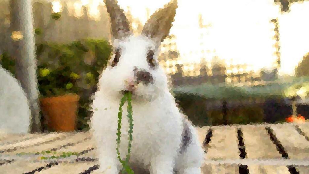 Хакеры из группы FIN8 начали использовать новый вирус White Rabbit, информационная безопасность Екатеринбург вузы